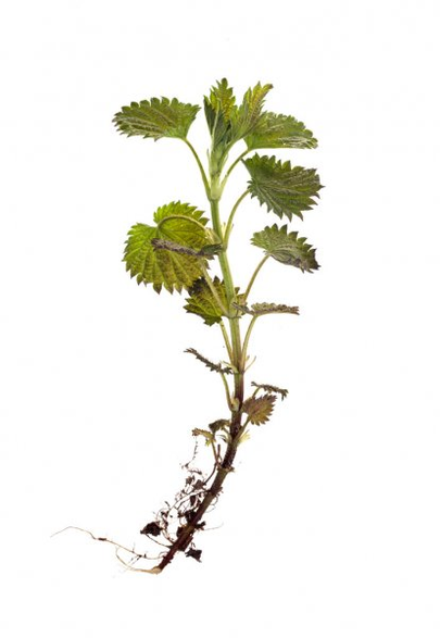 Nettle root - one of the components of the TestoUltra formula