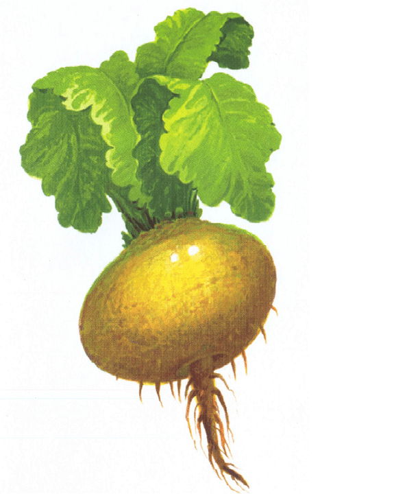 White beet to increase efficiency