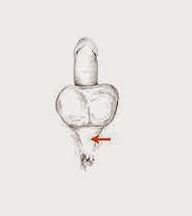 potency muscles and their tension in order to increase potency